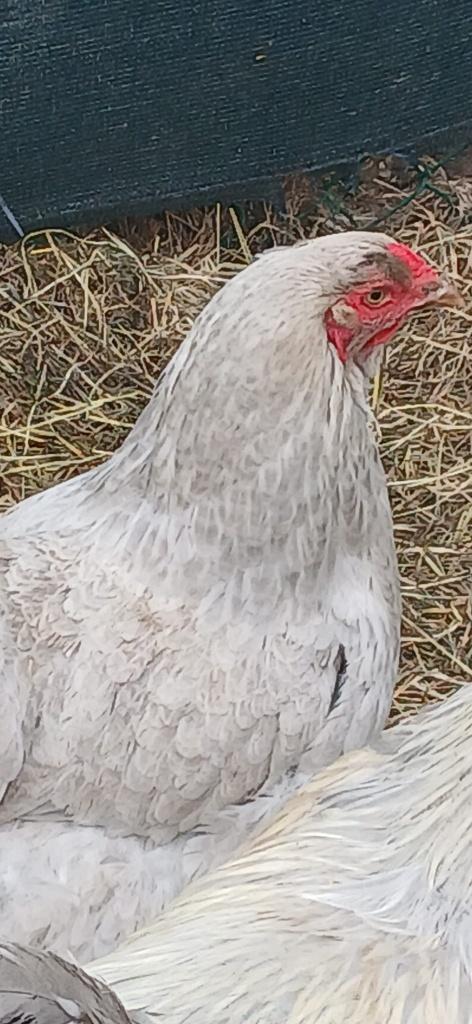 Prachtige raszuivere Brahma’s te koop, Dieren en Toebehoren, Pluimvee, Meerdere dieren, Kip
