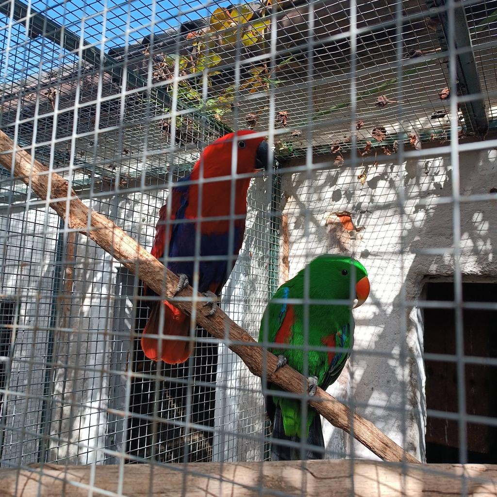 Edelpapegaai koppel, Meerdere dieren, Papegaai, Geringd