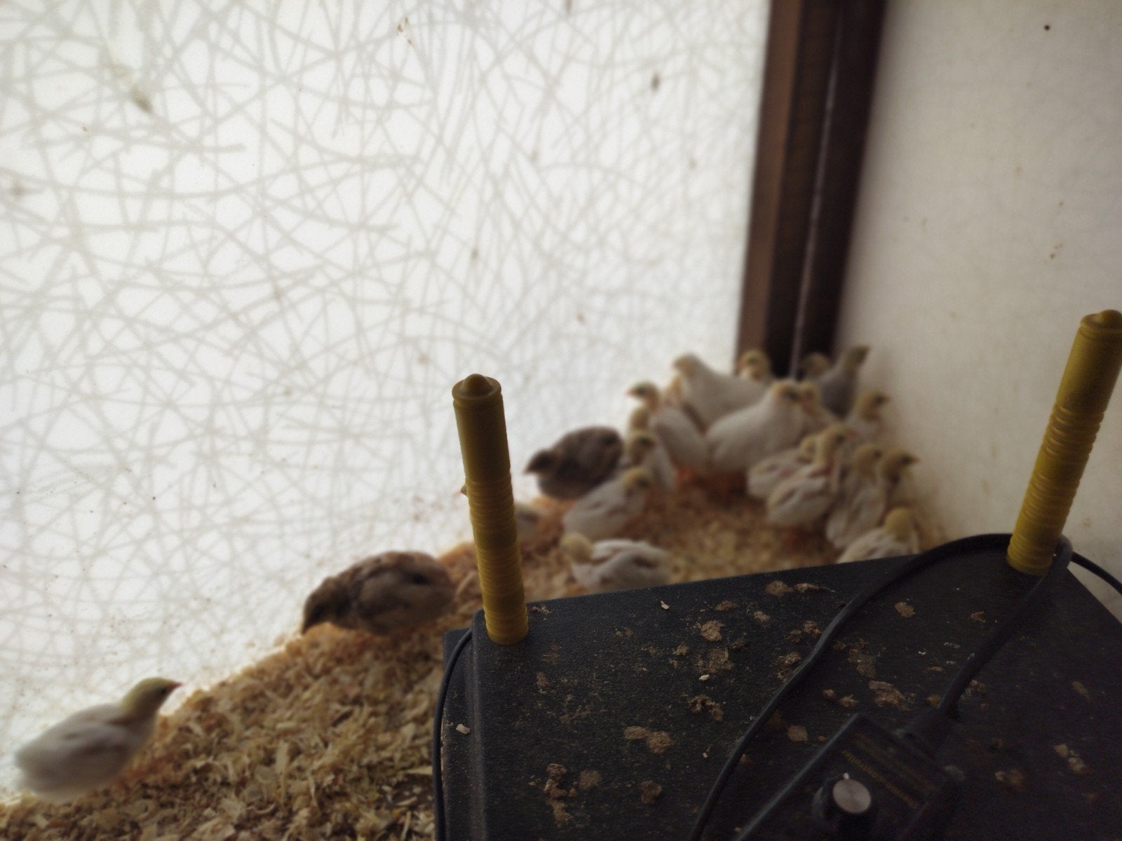 Chinese dwergkwartels, van 2 tot 9 weken oud., Dieren en Toebehoren, Meerdere dieren