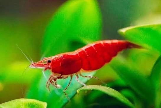 Rode garnalen, Homard, Crabe ou Crevette, Poisson d'eau douce