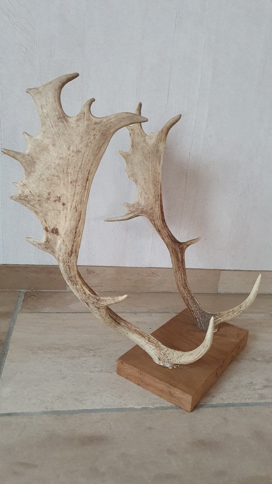 Damhert Gewei (49 cm) – Klaar om op te hangen (5j oud), Enlèvement, Neuf, Cerf, Bois ou Tête