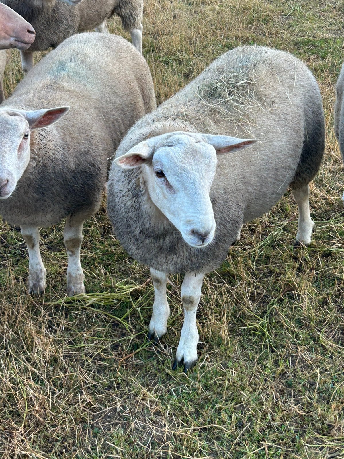 Prachtige dekrrammen Swifter & Kruising Rouge de l'Ouest, Dieren en Toebehoren, Mannelijk, Schaap, 0 tot 2 jaar