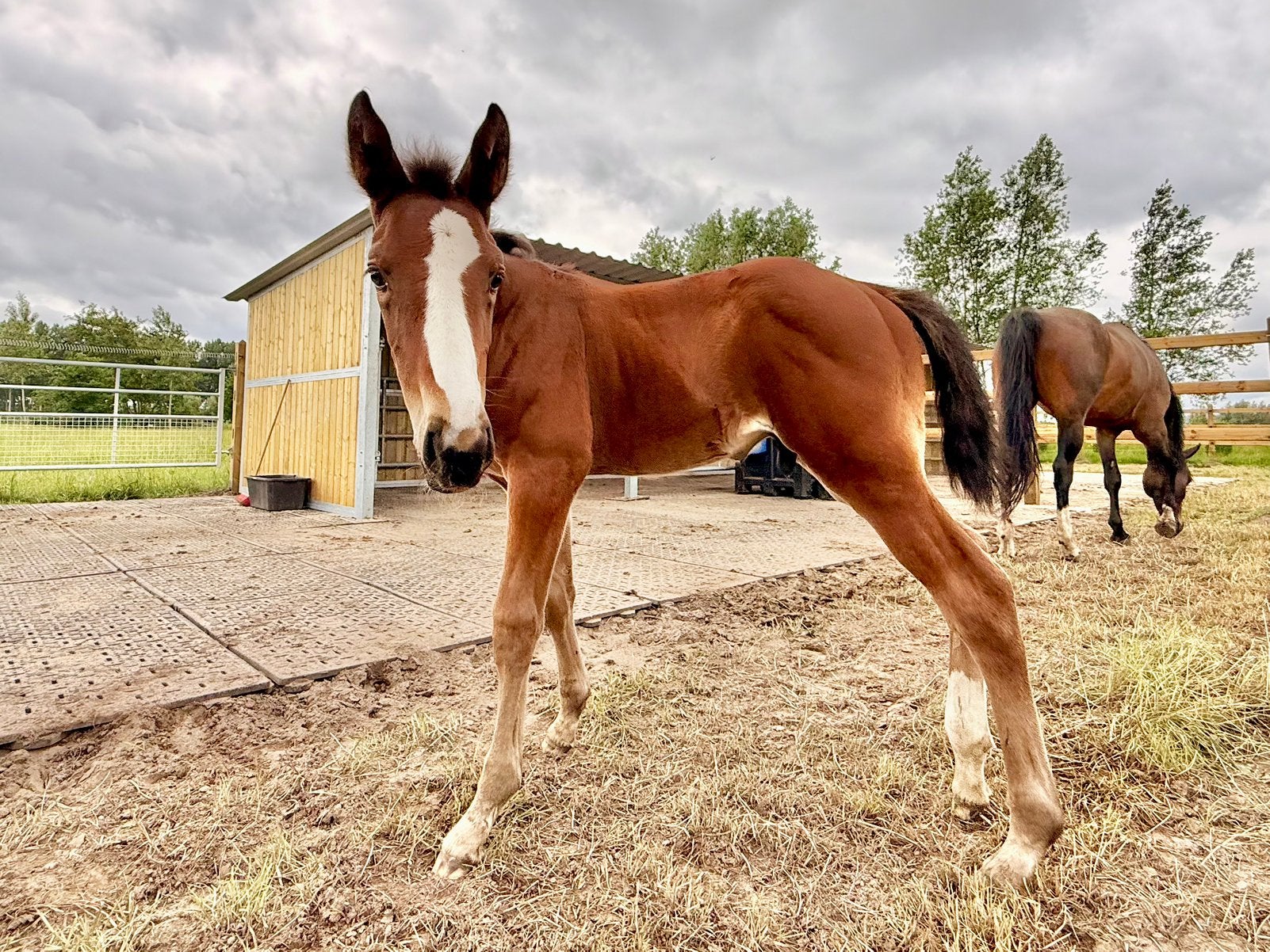 Hengstenveulen van Fantomas de Muze, Springpaard, Minder dan 160 cm, Met stamboom, 0 tot 2 jaar