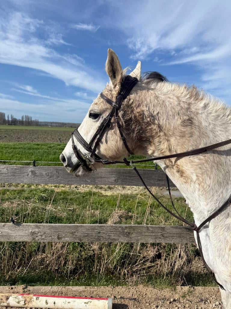 Recreatie projectie merrie, Dieren en Toebehoren, Paarden, Merrie, Zadelmak