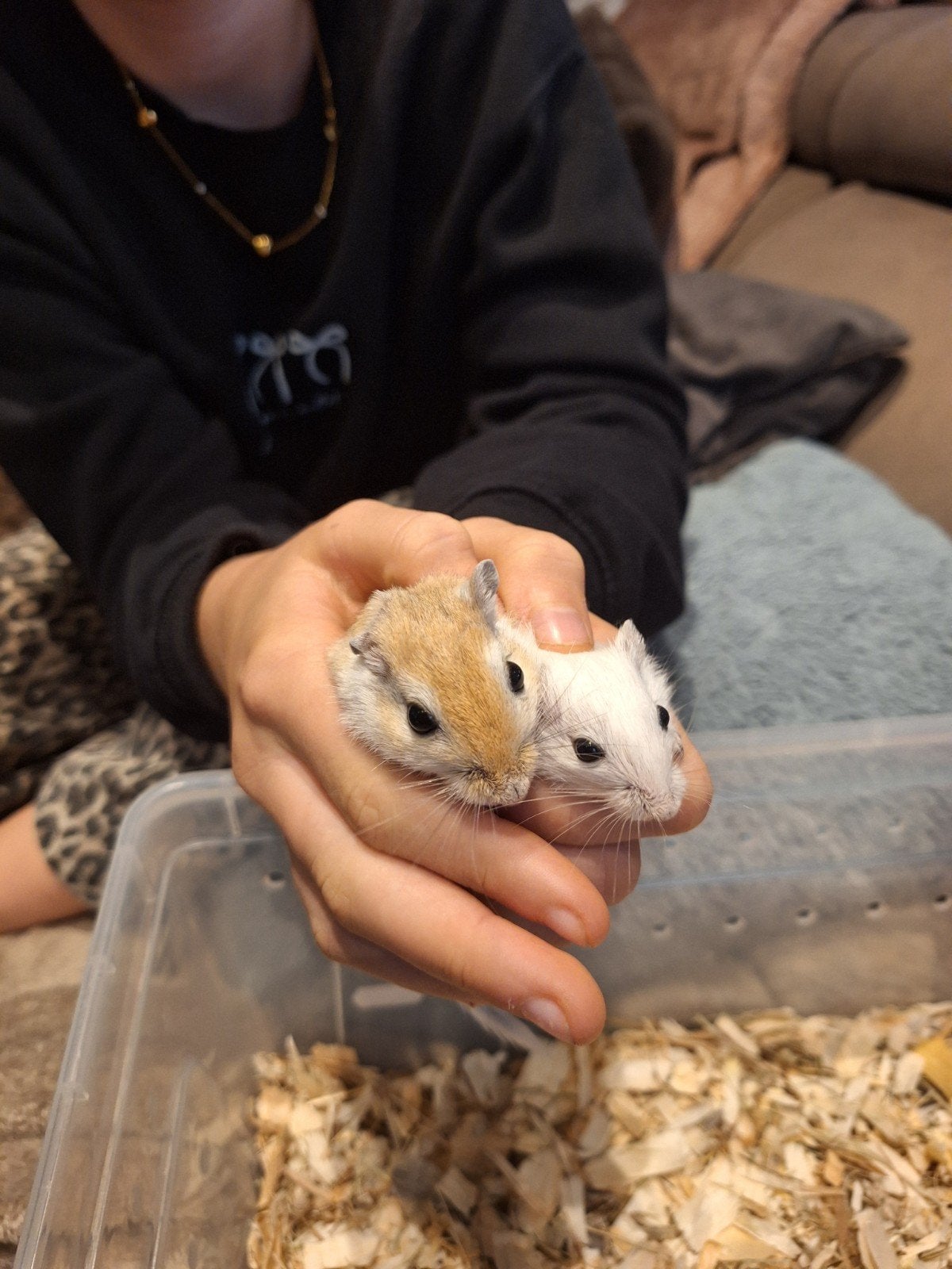 gerbil vrouwtjes te koop moeder en dochter, Dieren en Toebehoren, September, Vrouwelijk, Overige typen