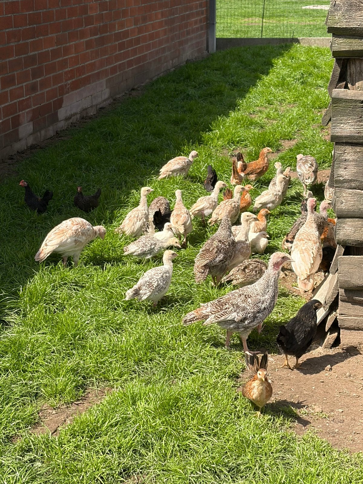 Ronquire kalkoenen, Dieren en Toebehoren, Pluimvee