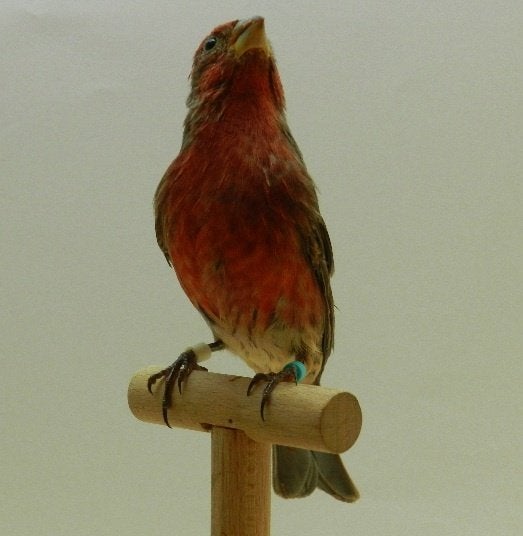 Mexicaanse Roodmussen split Ino, Dieren en Toebehoren
