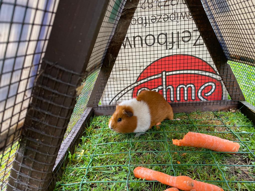 Cavia + ren + eten, Juni, Cavia