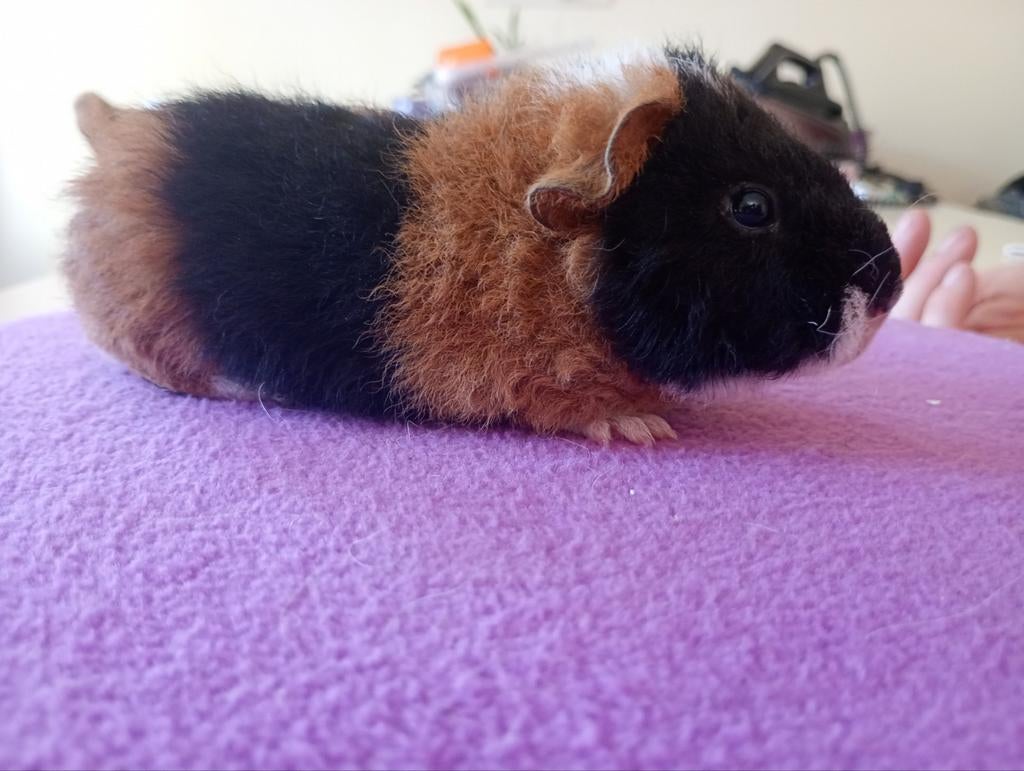 Jon us Teddy beertje 3 kleur., Cavia, April, Mannelijk, Tam