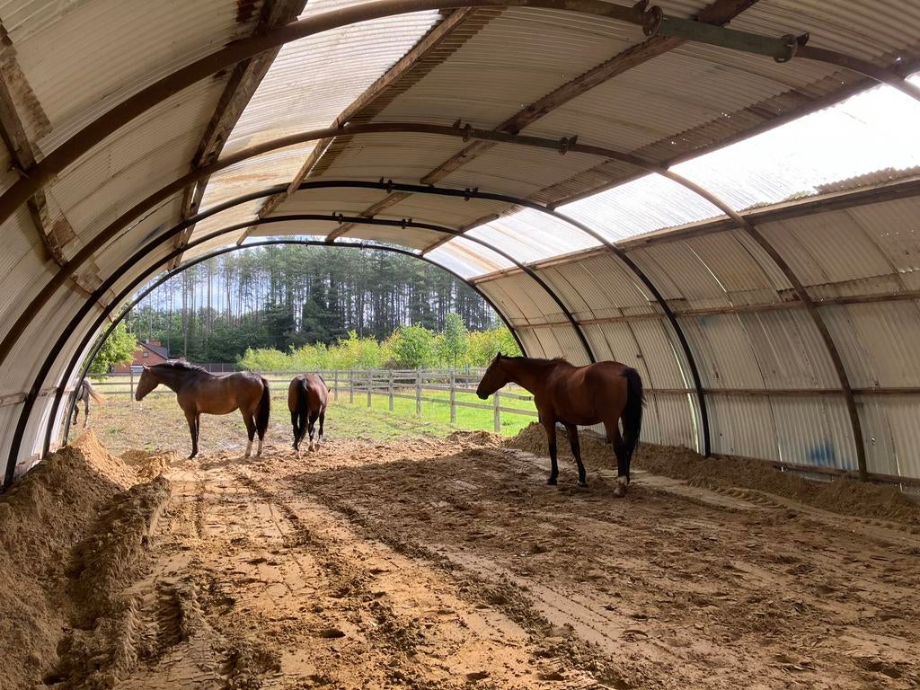Pensioenkudde heeft weer 2 plekken vrij, Dieren en Toebehoren, Stalling en Weidegang, Opfok, Stalling, Weidegang, 2 of 3 paarden of pony's