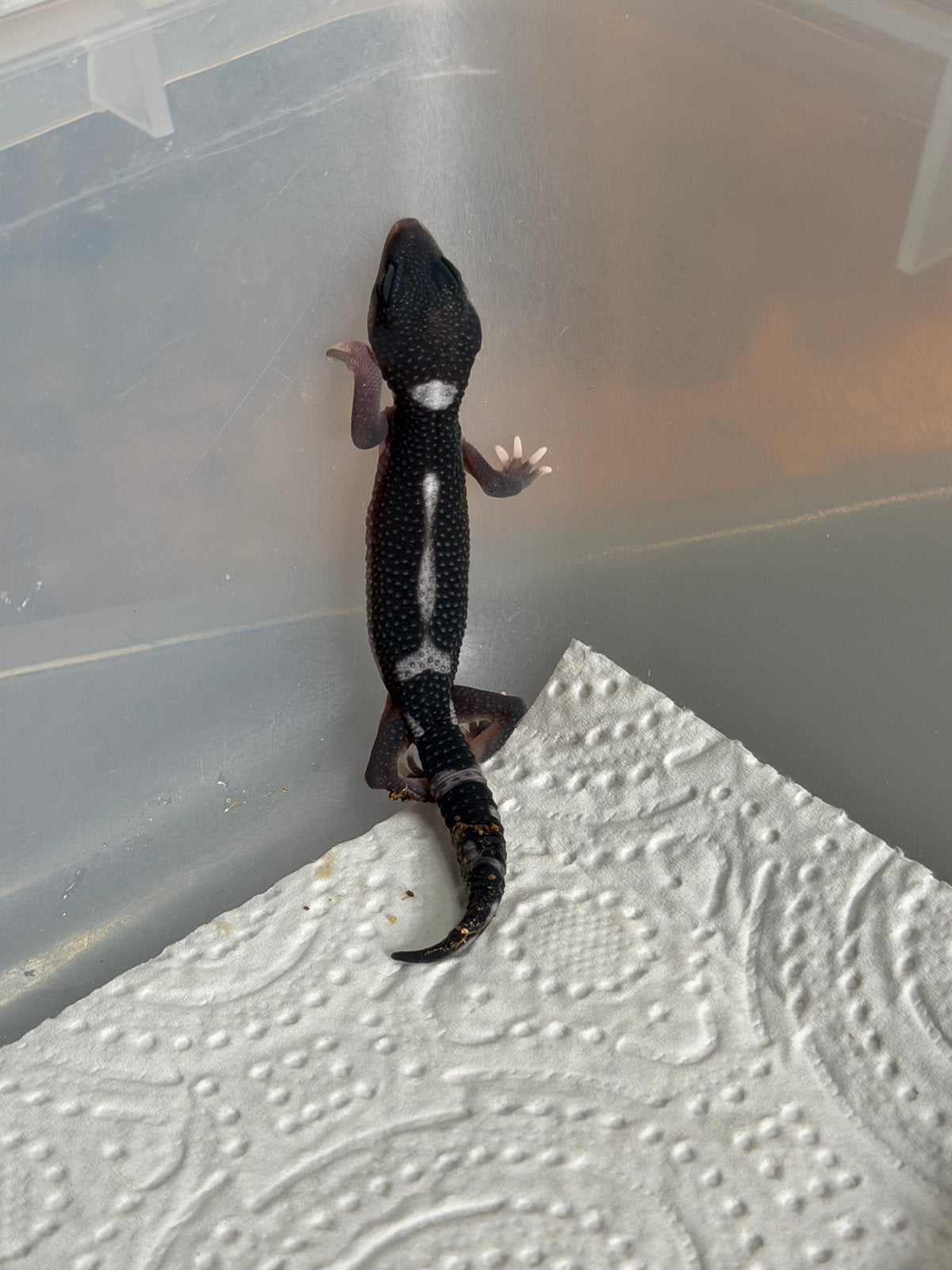 Panda luipaardgekko, Dieren en Toebehoren, Hagedis, Tam, 0 tot 2 jaar