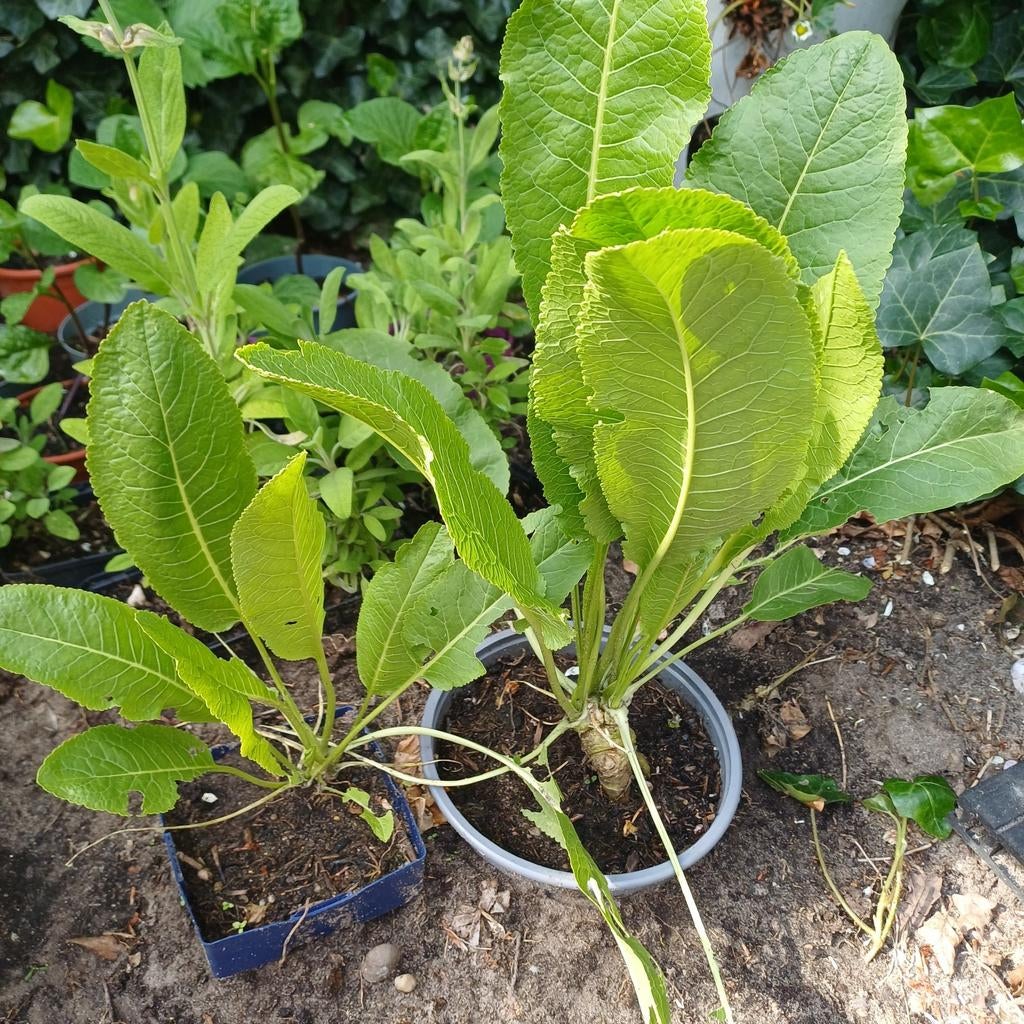 Mierikswortel, Tuin en Terras, Ophalen