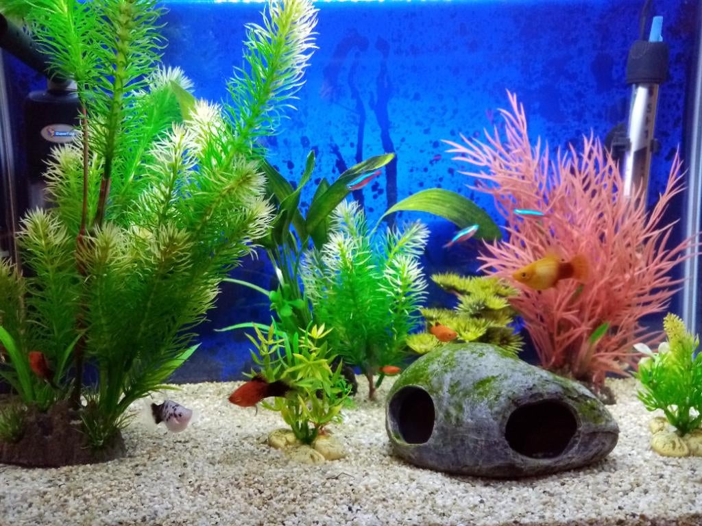 Gevuld zoetwateraquarium, Dieren en Toebehoren, Ophalen, Gebruikt, Gevuld zoetwateraquarium