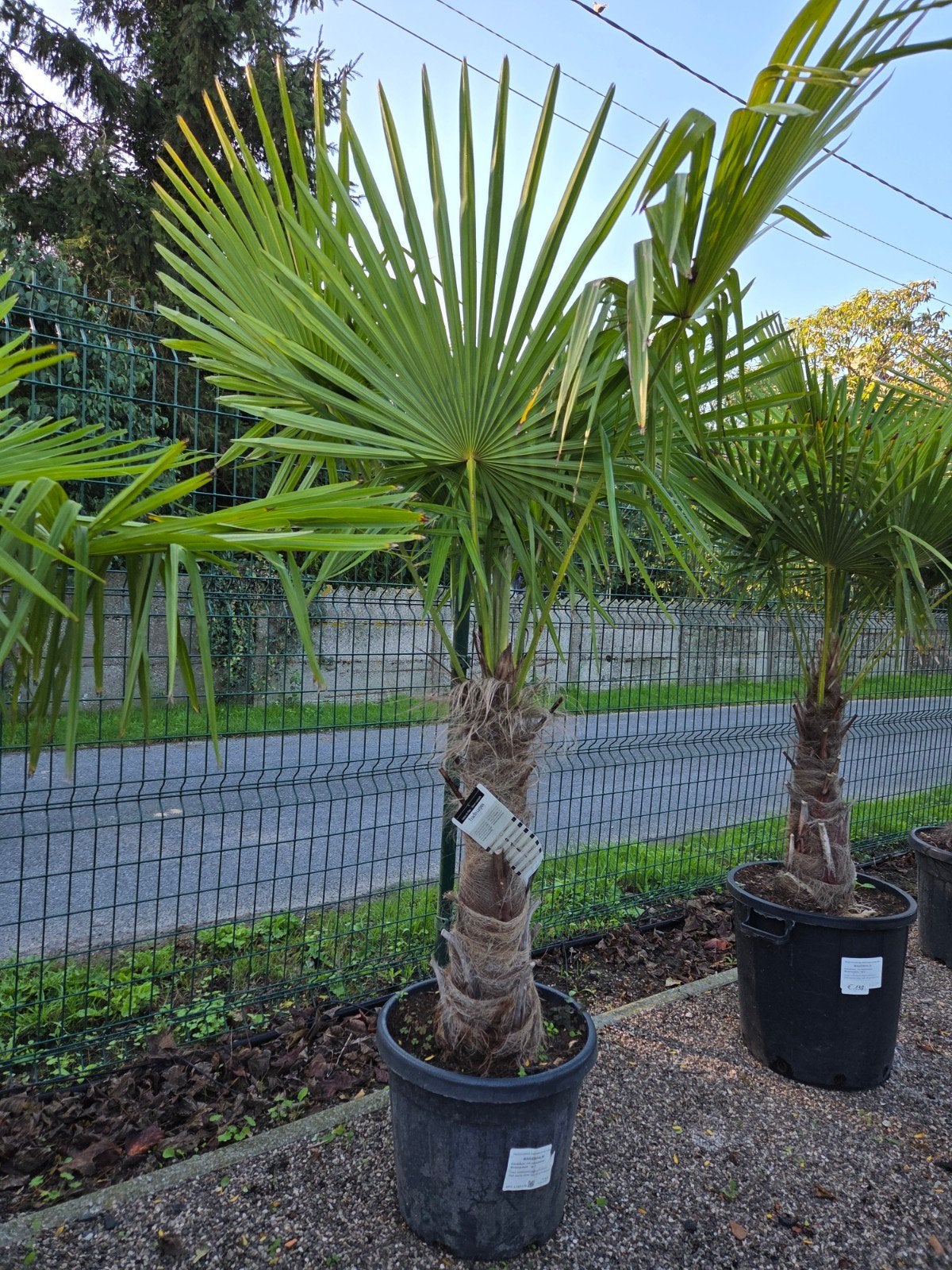 Winterharde palmboom Trachycarpus Fortunei, Ophalen, Halfschaduw, Palmboom