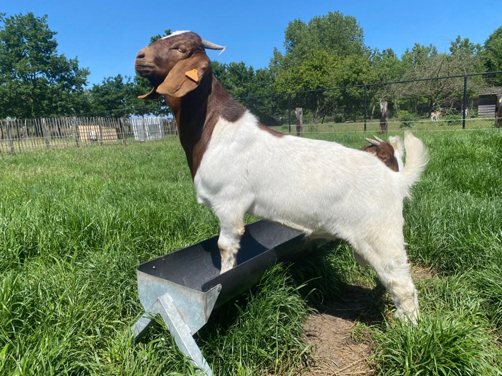Boergoat boklam à vendre, Mâle, Chèvre, 0 à 2 ans