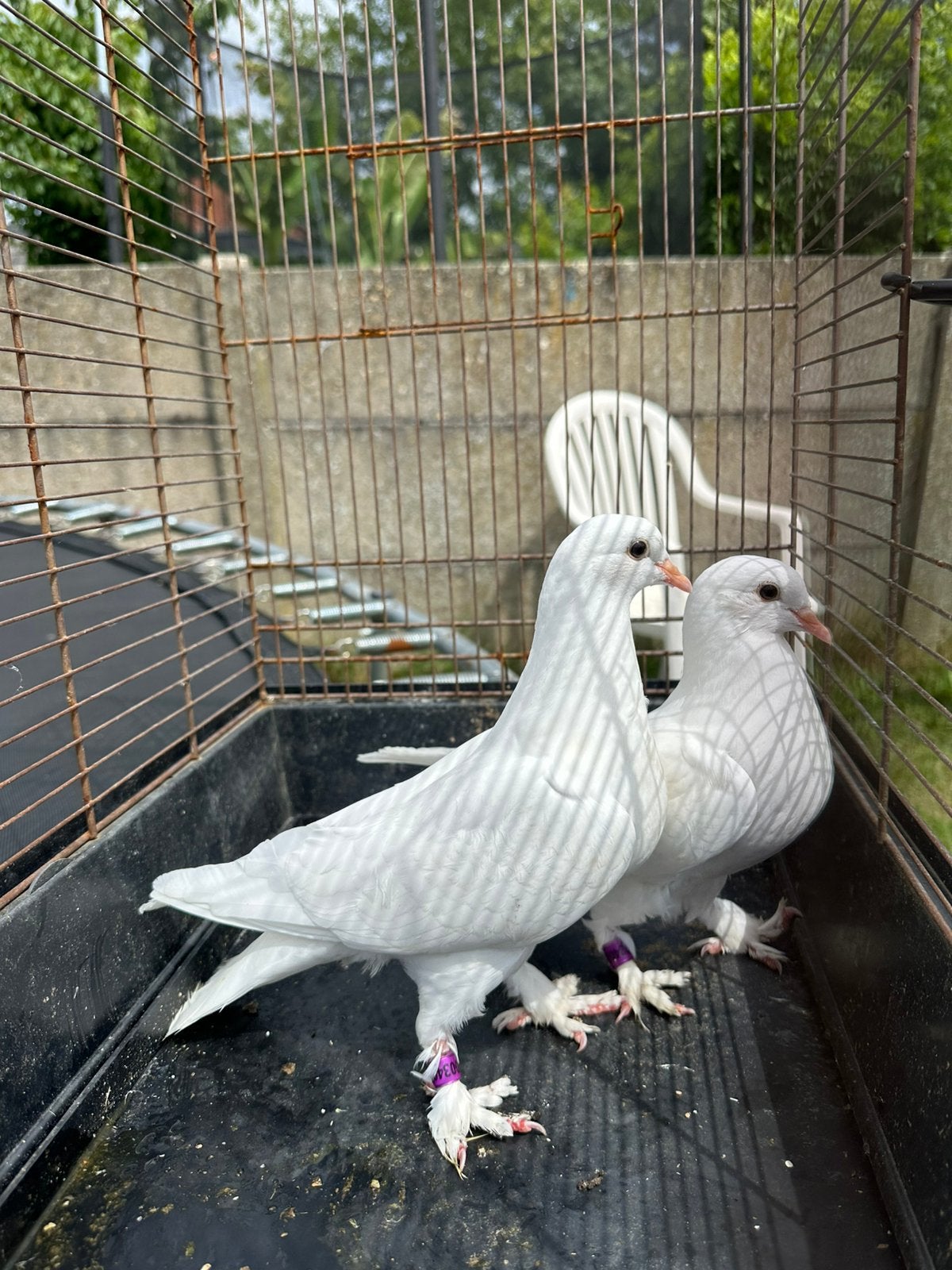 Koppel witte duiven, Plusieurs animaux, Autres espèces