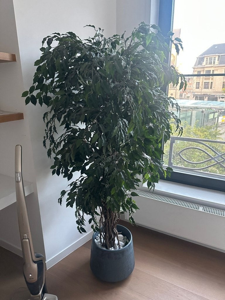 Grote kunstplant met gevlochten stam, inclusief sierpot, Ophalen, Zo goed als nieuw, Kunstplant, 175 cm