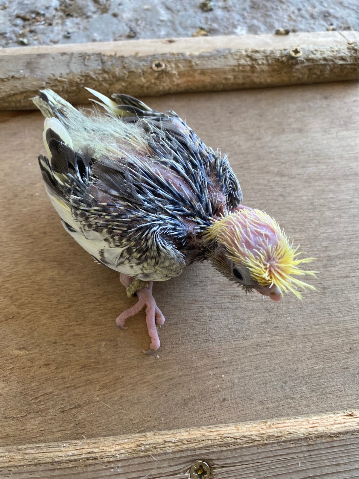 Valkparkiet, Dieren en Toebehoren, Geslacht onbekend, Parkiet, Geringd