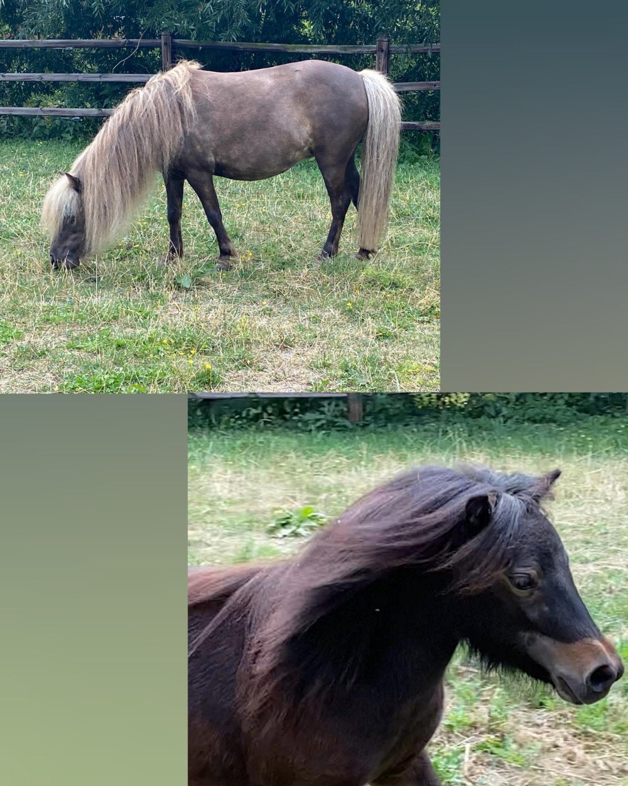 2 super leuke nmprs merries, moeder en dochter 🩶🤎, Animaux & Accessoires, Poneys, Jument, Poney A (jusqu'à 1.17 m), Avec pedigree