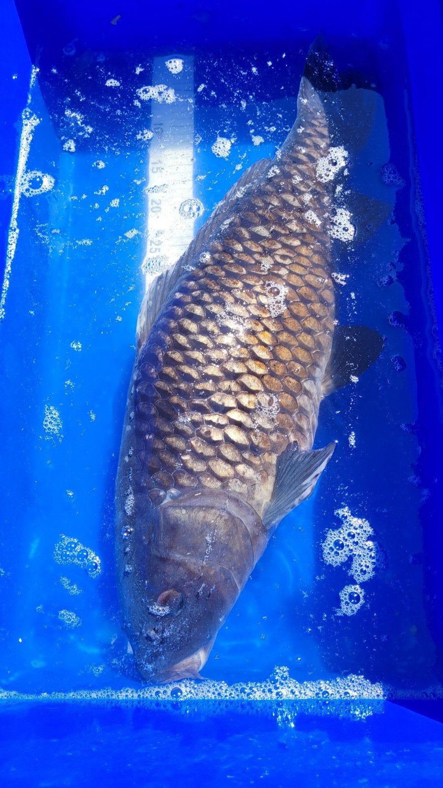 Ik verkoop koi karpers.65 cm, Ophalen