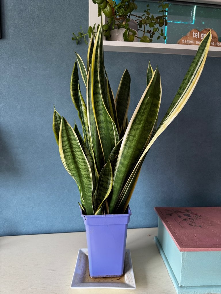 Sanseveria vrouwentongen, Plante verte, Enlèvement, Ombre partielle, Moins de 100 cm