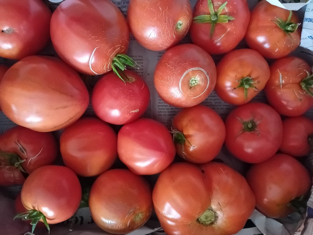Bio tomaten, Ophalen