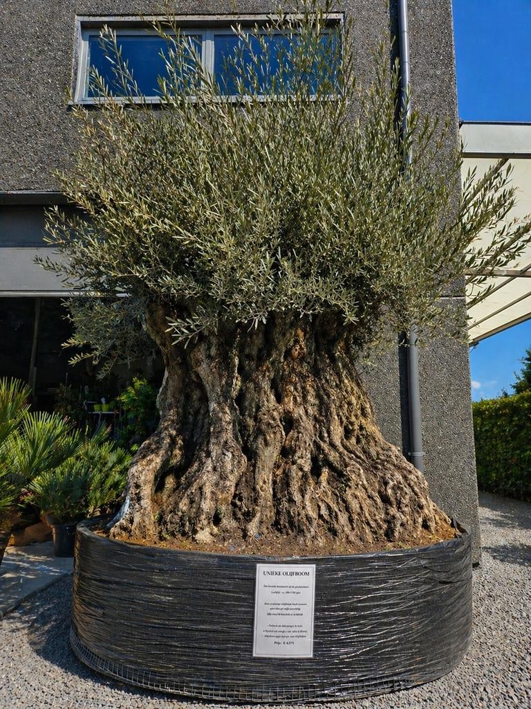 Unieke olijfboom - levend kunstwerk, Ophalen, Olijfboom