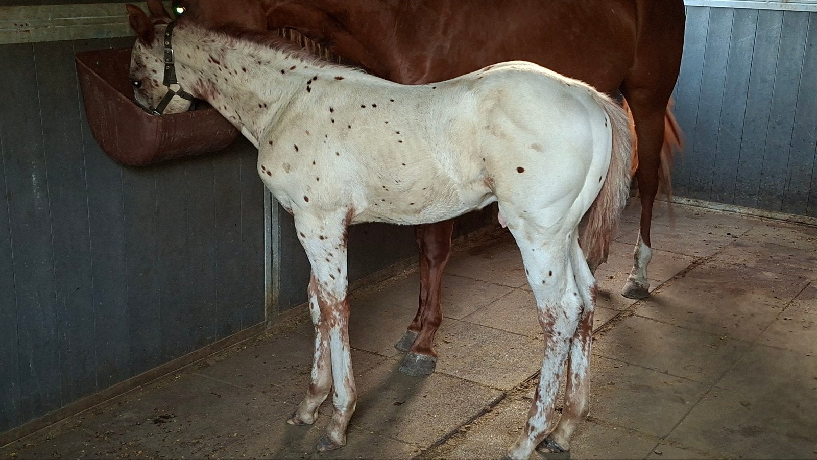 Amerikaanse Appaloosas ApHC, Meerdere dieren, Minder dan 160 cm, Westernpaard, Met stamboom