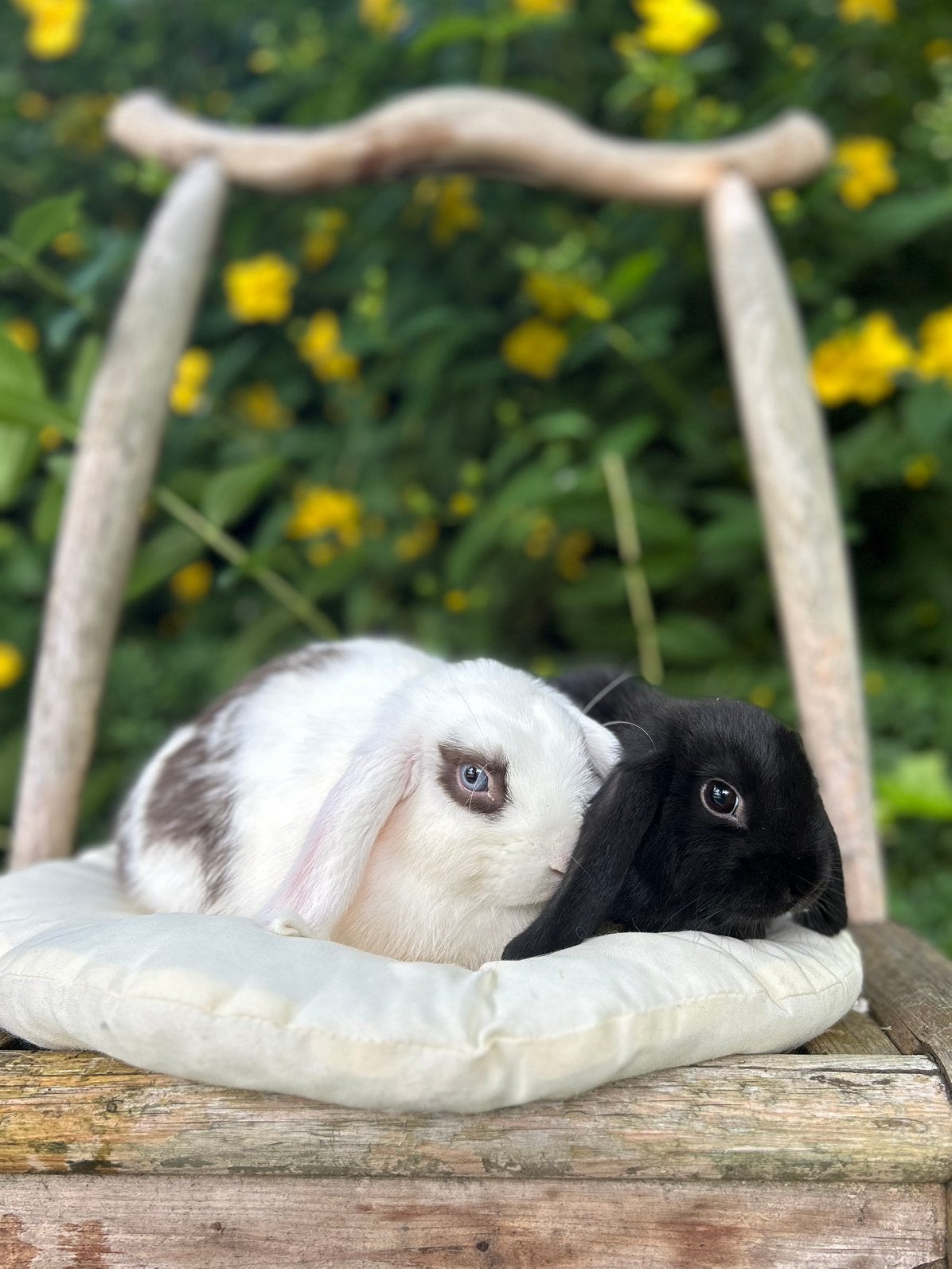 Lieve jonge NHD konijntjes, Vrouwelijk, Dwerg, Hangoor, 0 tot 2 jaar