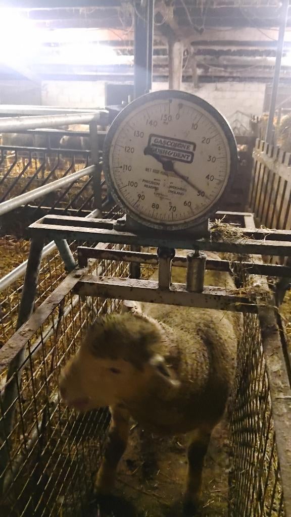 Lammetjes te koop, Meerdere dieren, Schaap, 0 tot 2 jaar