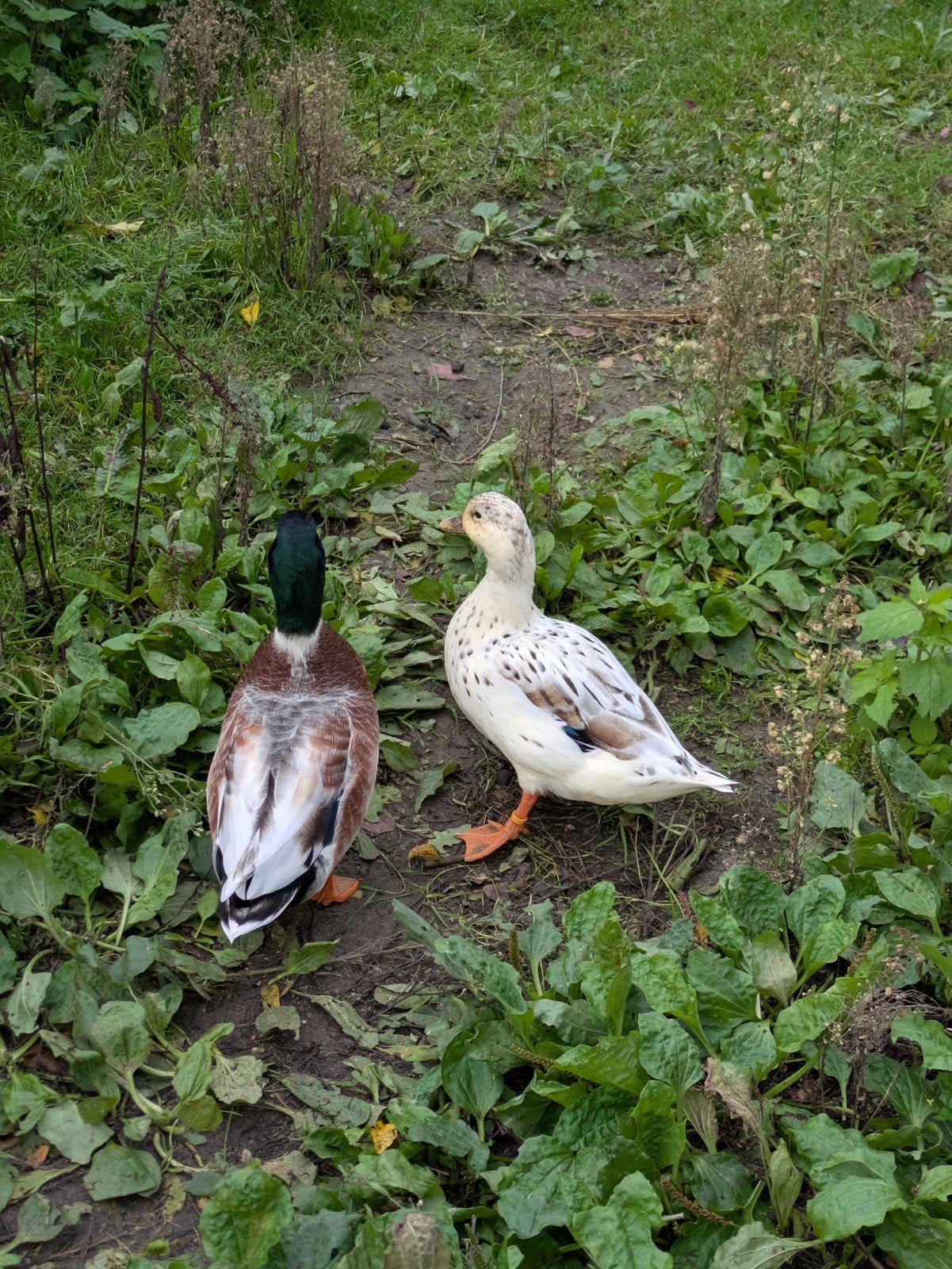 Eenden te koop, Dieren en Toebehoren, Eend