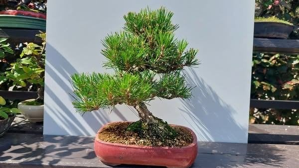 Bonsai Pinus Thunbergii shohin, Tuin en Terras, Ophalen, Volle zon