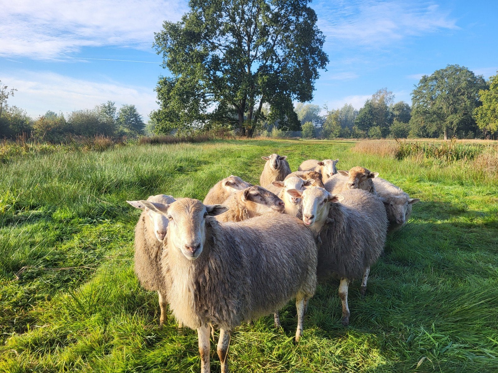 dekrammen kempische heideschaap, Dieren en Toebehoren