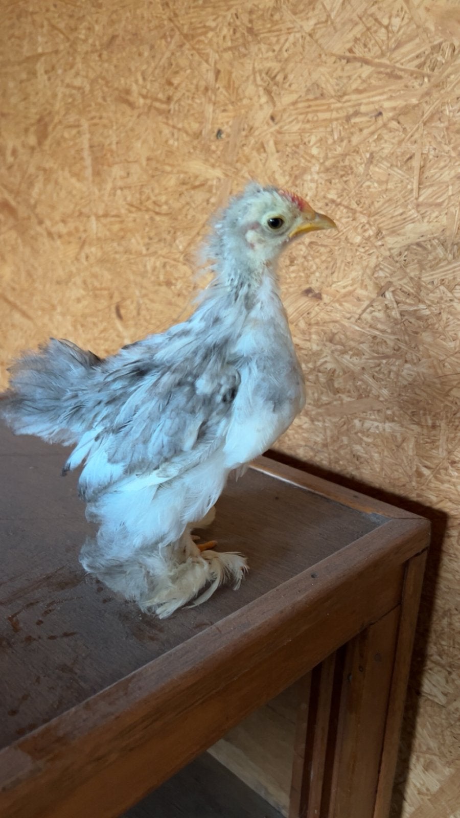 Cochin kriel - kuikens, Dieren en Toebehoren, Vogels | Duiven, Geslacht onbekend