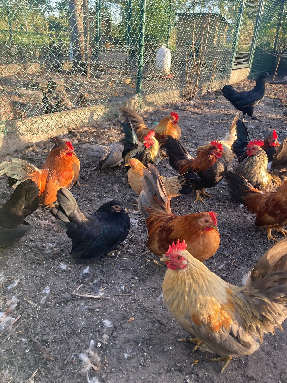Chabo kippen, Animaux & Accessoires, Plusieurs animaux, Poule ou poulet