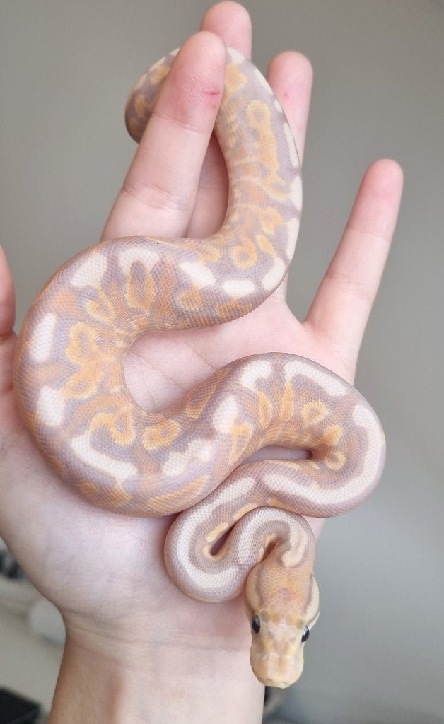 1.0 banana cinnamon od gravel (spotnose) het clown Ball Python photo 2