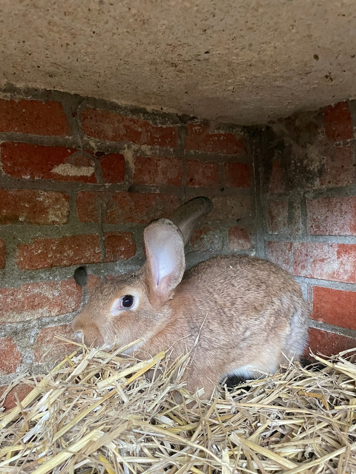Jonge konijnen te koop, Animaux & Accessoires, Lapins