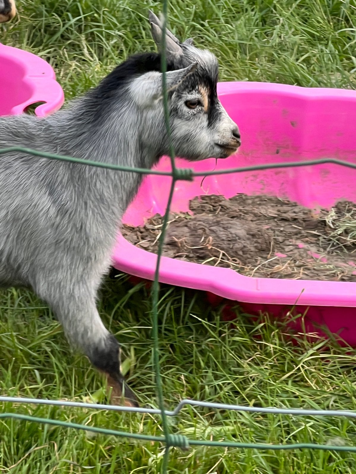 Prachtig Blauwschimmel Geitenbokje, Dieren en Toebehoren, Mannelijk, Geit, 0 tot 2 jaar