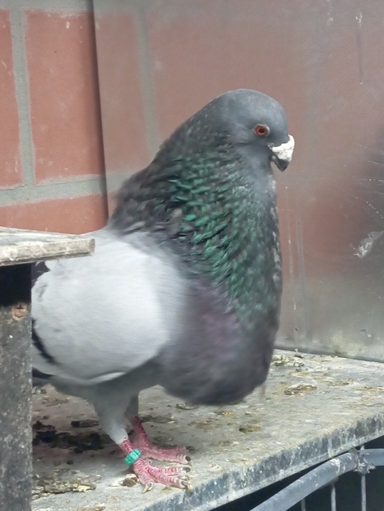 Jennense kroppers, Dieren en Toebehoren, Vogels | Duiven, Meerdere dieren, Kropper