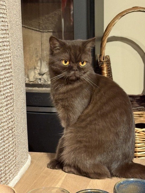 Britse Korthaar poes 1,5 jaar, gesteriliseerd, met stamboom, Chatte ou Chat, Avec pedigree, 0 à 2 ans
