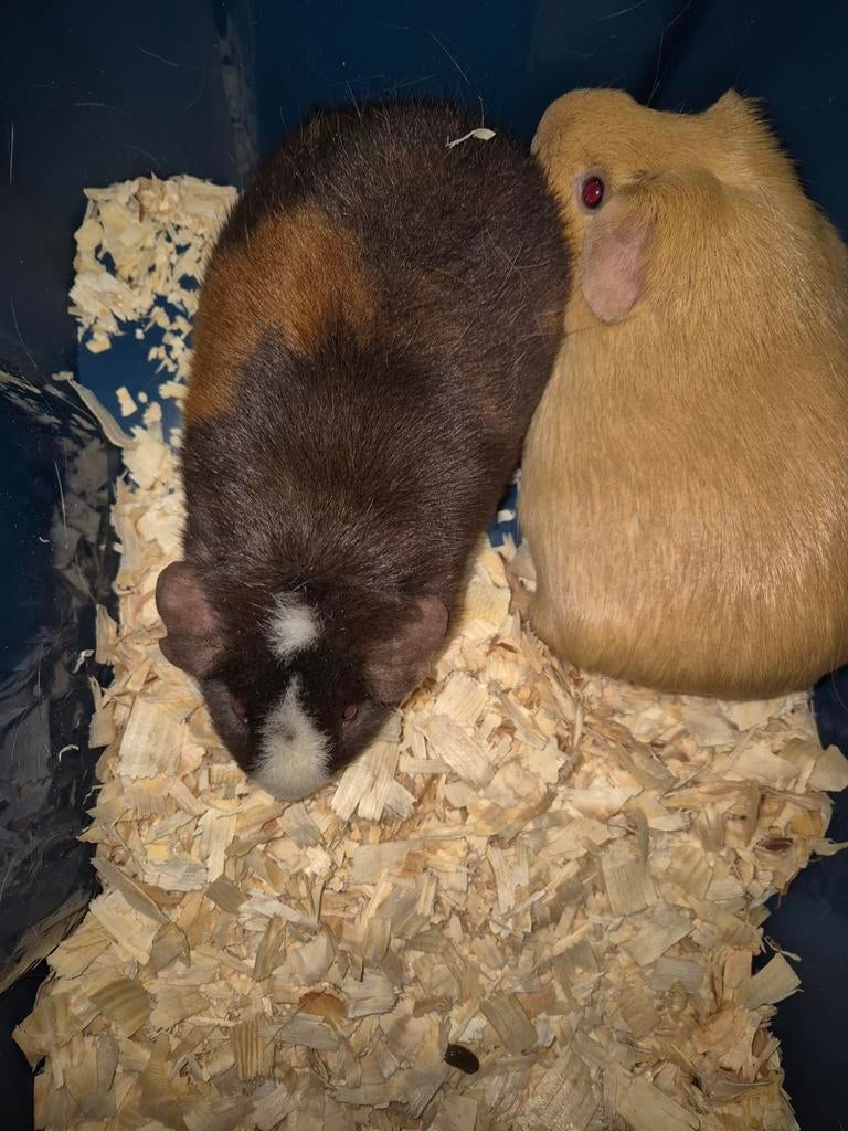 Super mooi US TEDDY cavia zeugje, Februari, Cavia, Tam