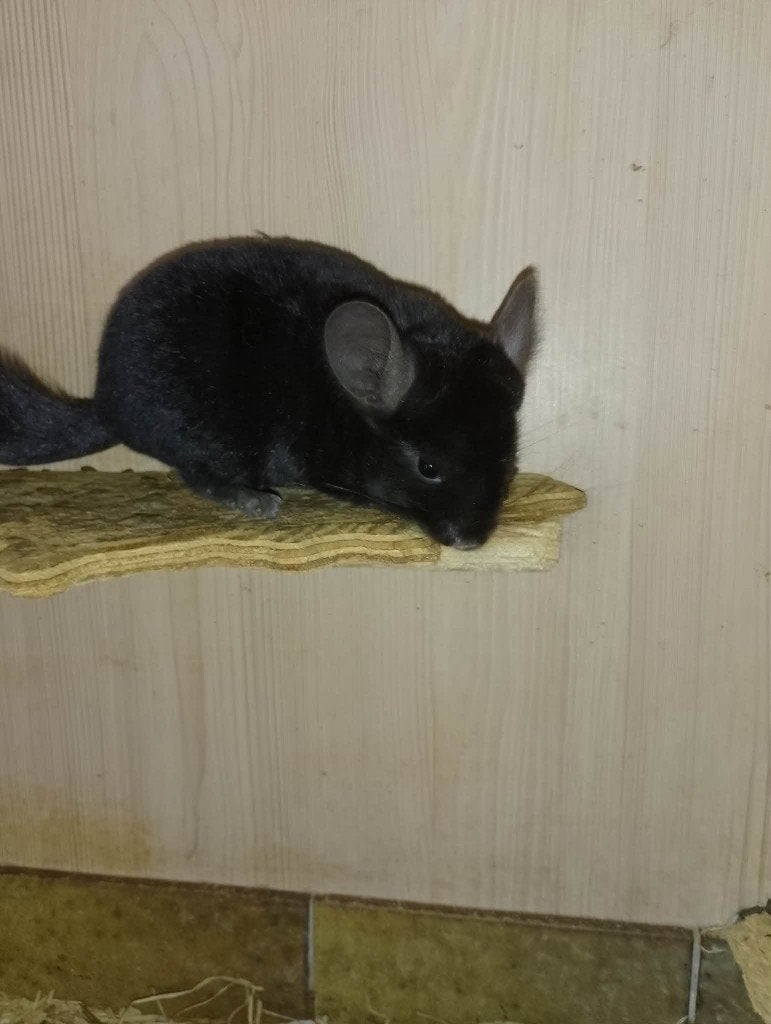 chinchillas, Animaux & Accessoires, Mars, Mâle, Chinchilla