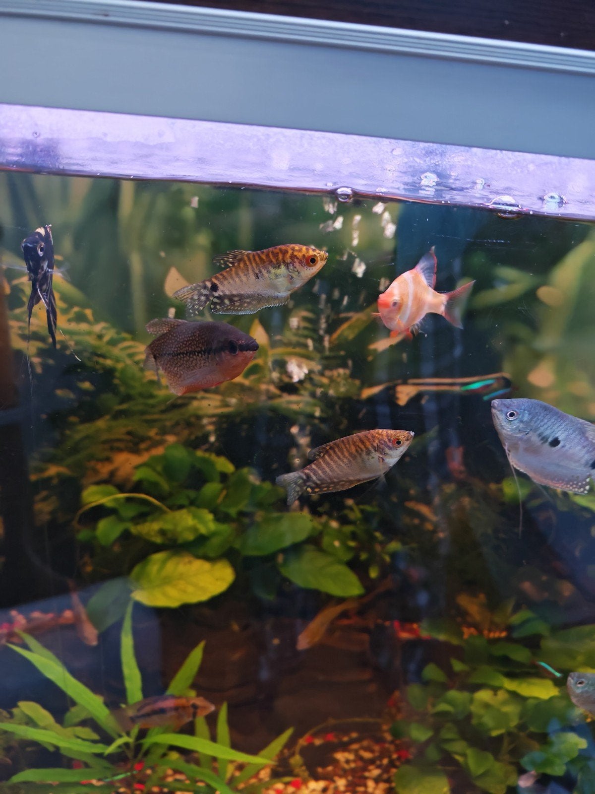 plusieurs gouramis, Animaux & Accessoires, Poisson, Poisson d'eau douce