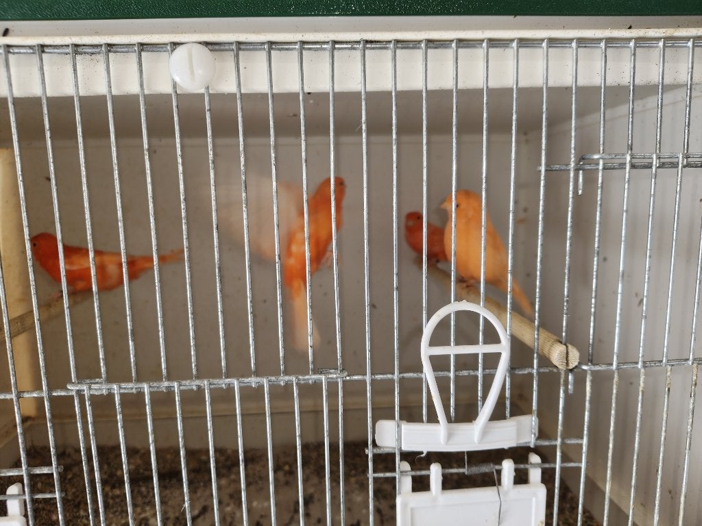 canaris rouges, Plusieurs animaux, Canari de couleur