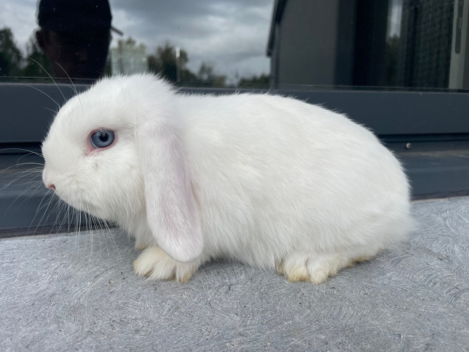 Minilop konijntje, Dieren en Toebehoren
