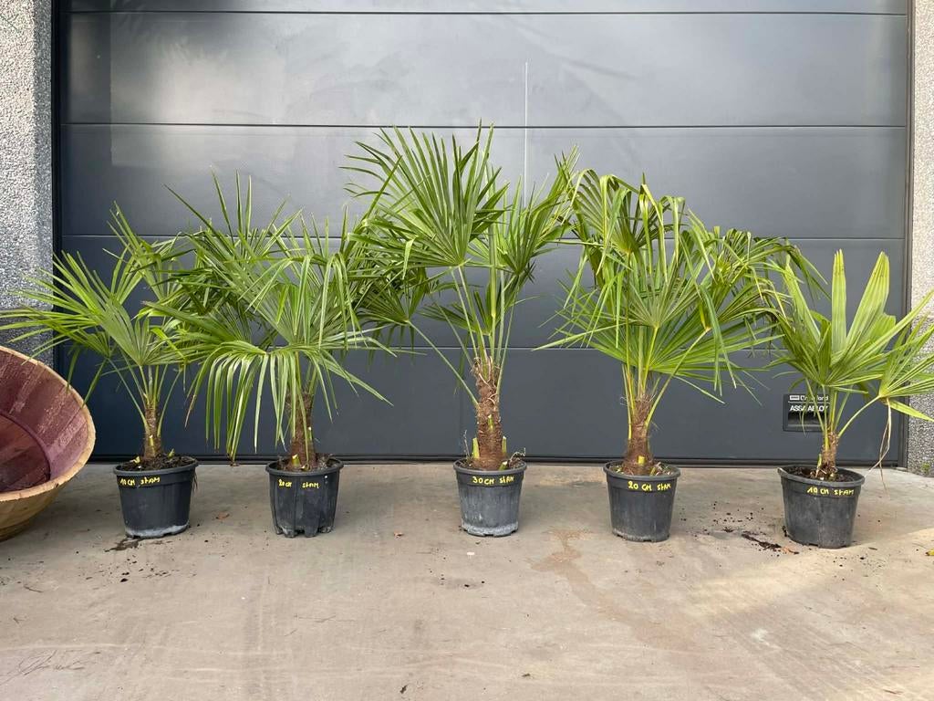 ‼️palmbomen trachycarpus fortunei aan de beste prijzen ‼️, Ophalen