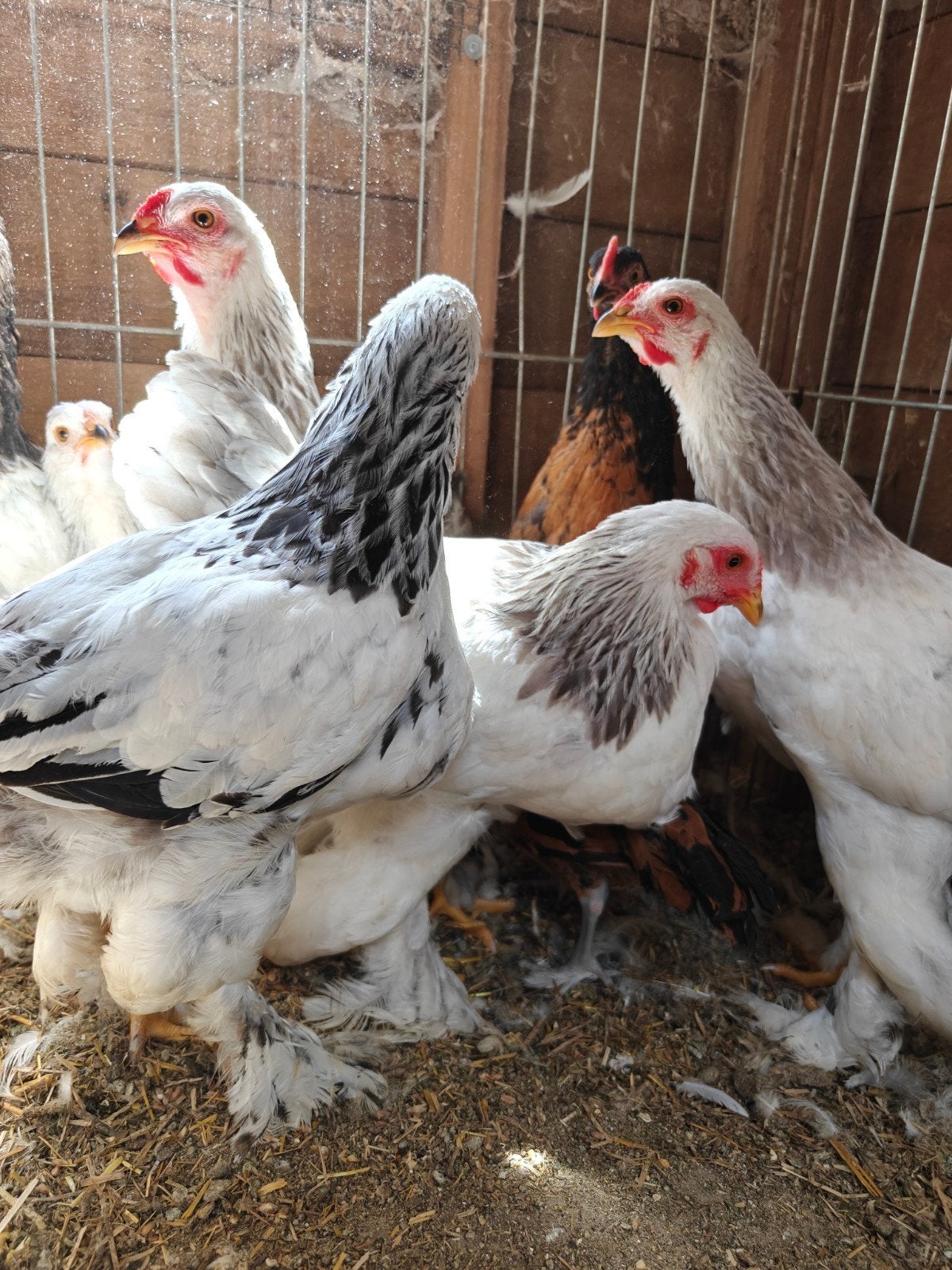 10 hanen gemengd (brahmakriel - vorwerk), Dieren en Toebehoren, Pluimvee, Mannelijk, Kip