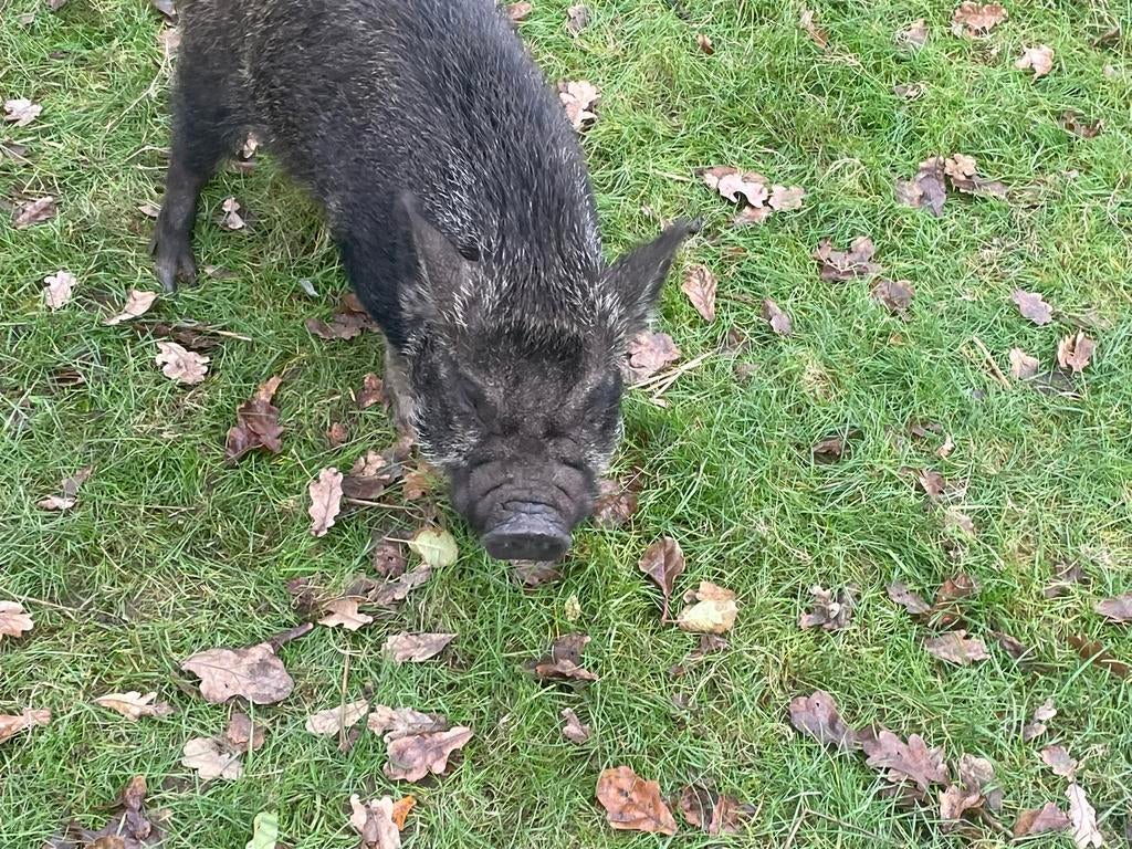 Gottinger varkentjes, Plusieurs animaux, Porcs