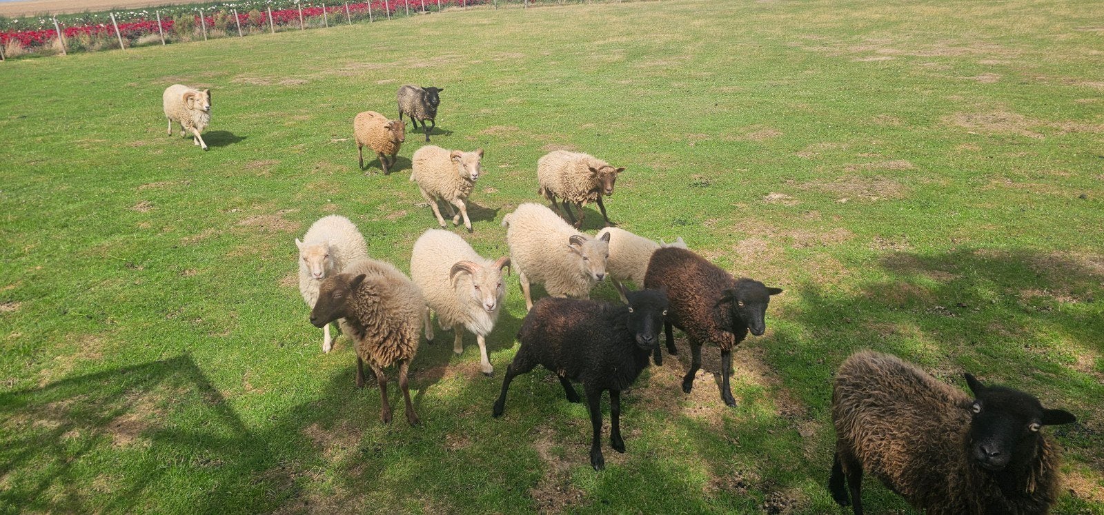 ouessant Ooikes, Femelle, Mouton, 0 à 2 ans