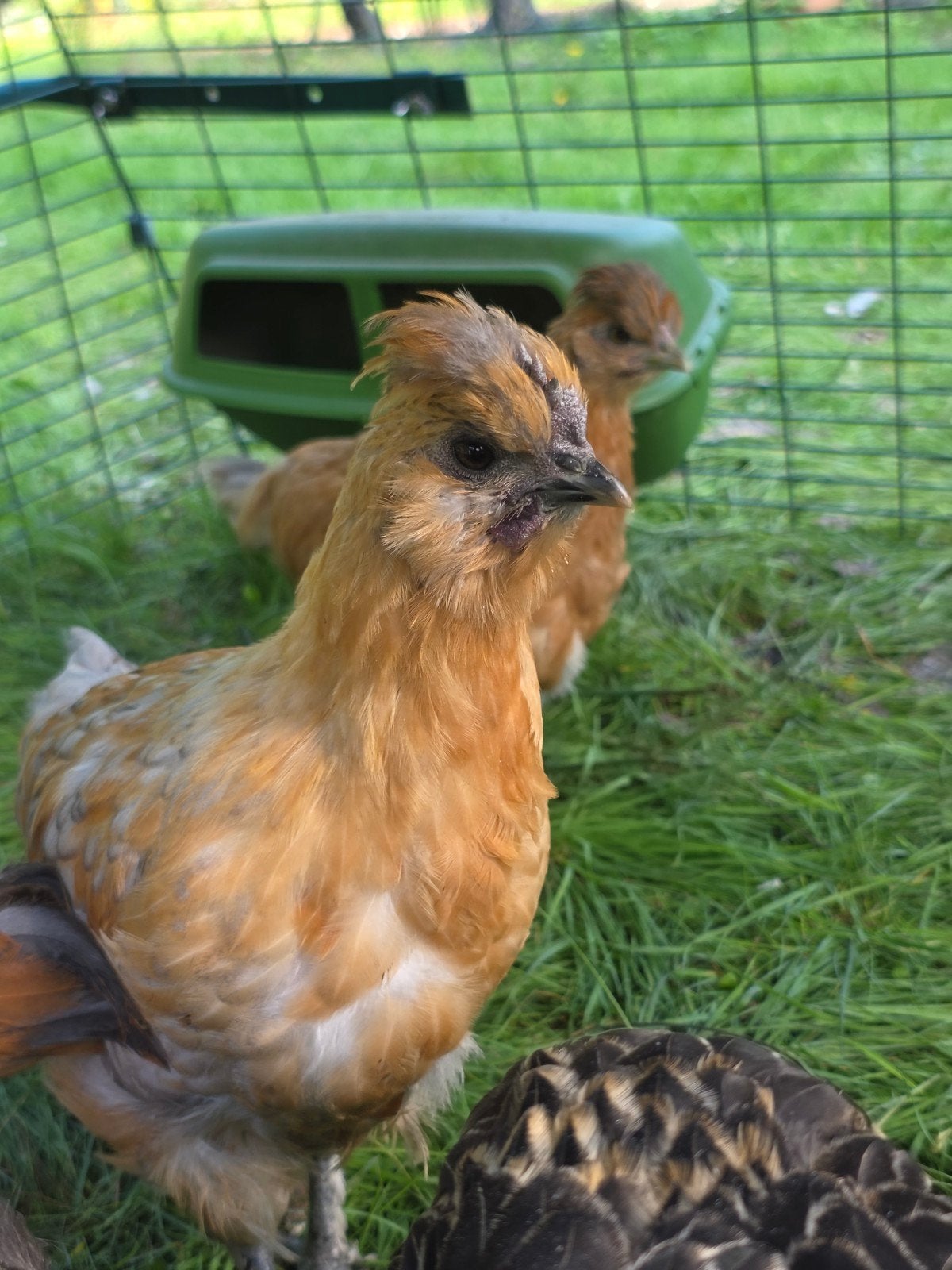 Lieve haantjes kruising ameraucana, marans, zijdehoender.., Mâle, Poule ou poulet